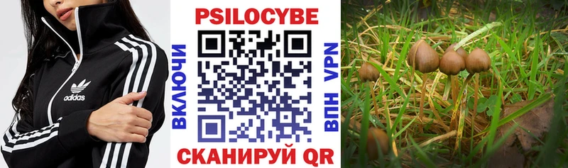 Псилоцибиновые грибы Psilocybe  Кимры 